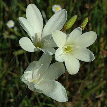 Heirloom Non-GMO White Sparaxis Flower Seeds for Garden Planting for planting in home garden